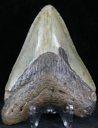 Bargain Megalodon Tooth - North Carolina #22931